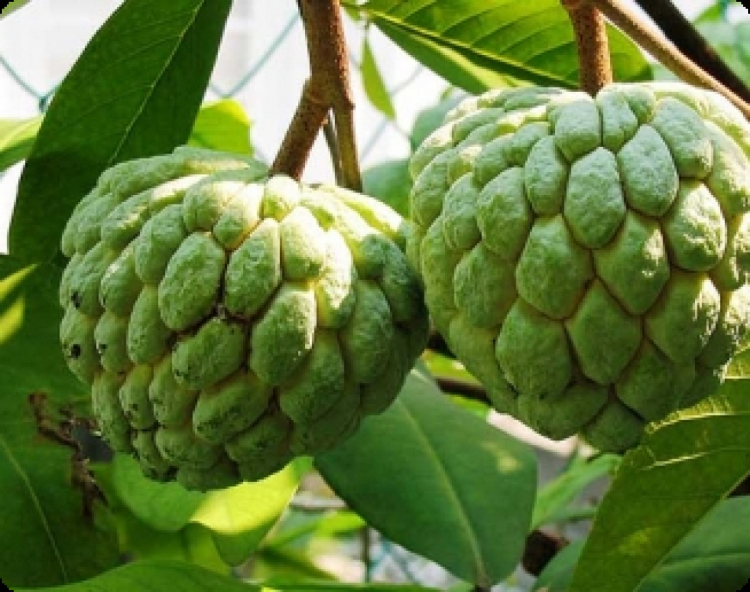 Annona squamosa