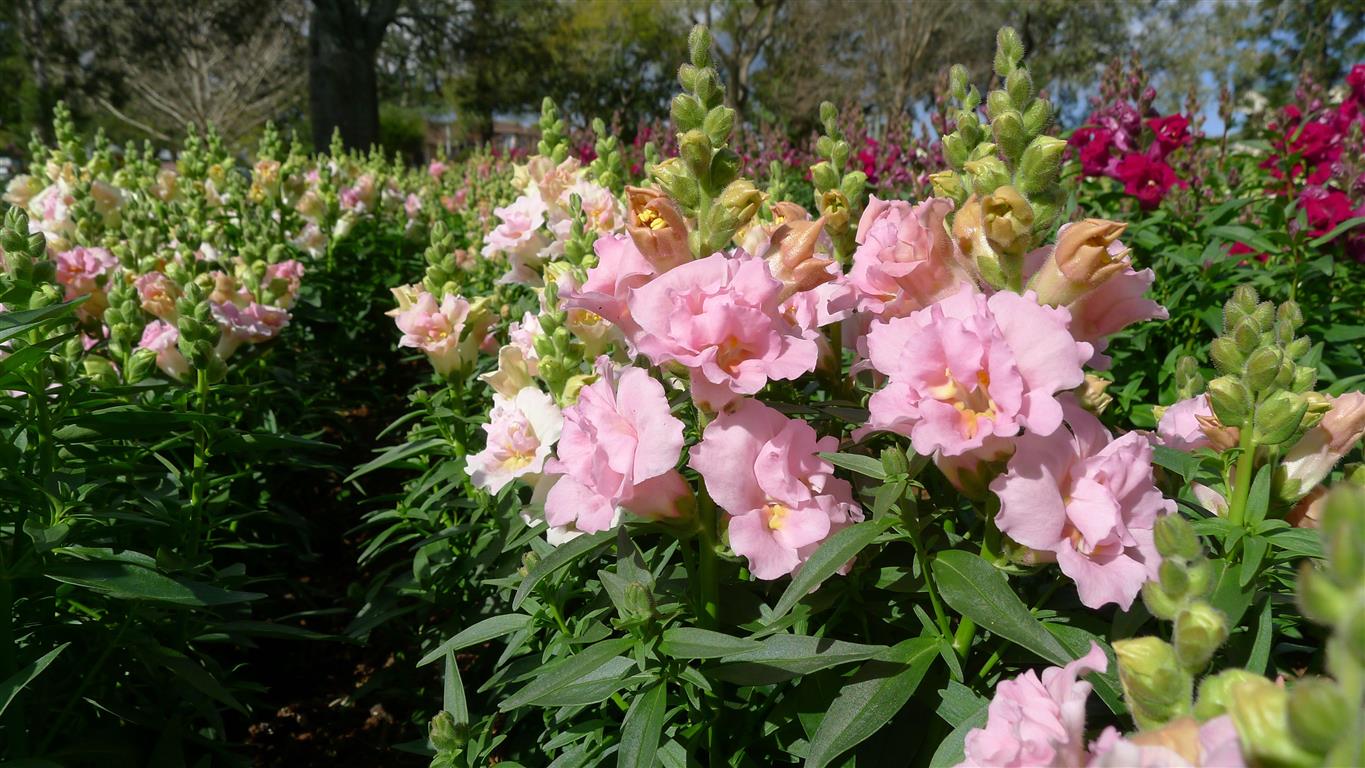 Anthirrhinum majus