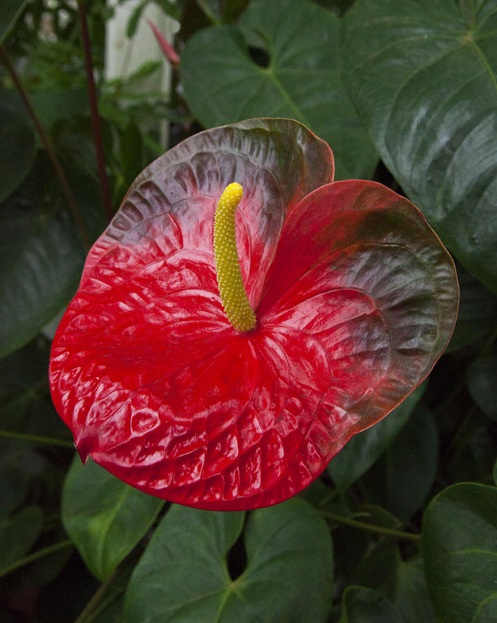 Anthurium Flamingo