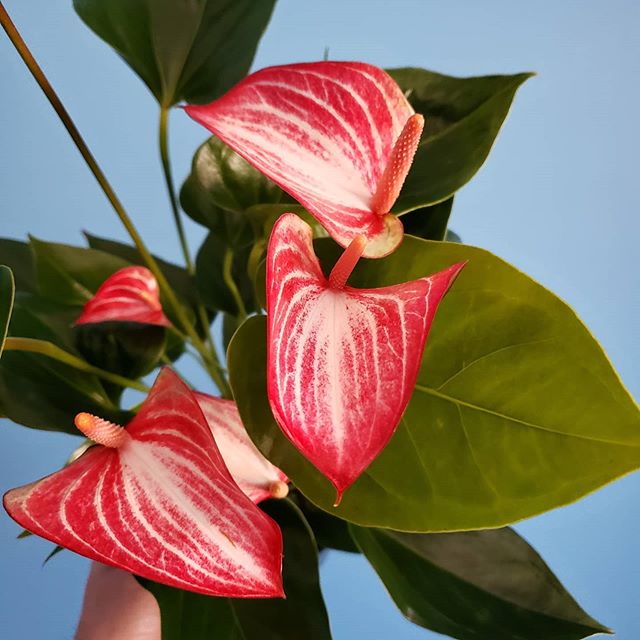 Anthurium andraeanum "Livium"