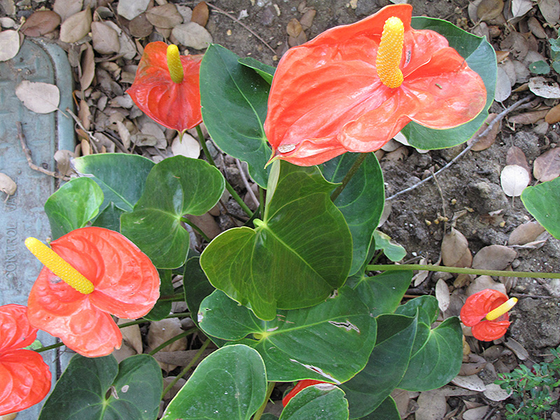 Anthurium andraeanum "Nevada"