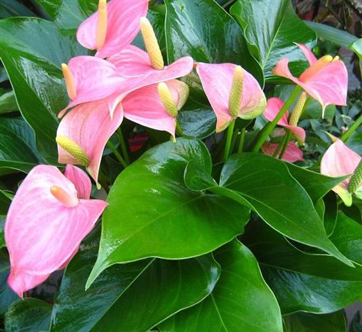 Anthurium andraeanum1