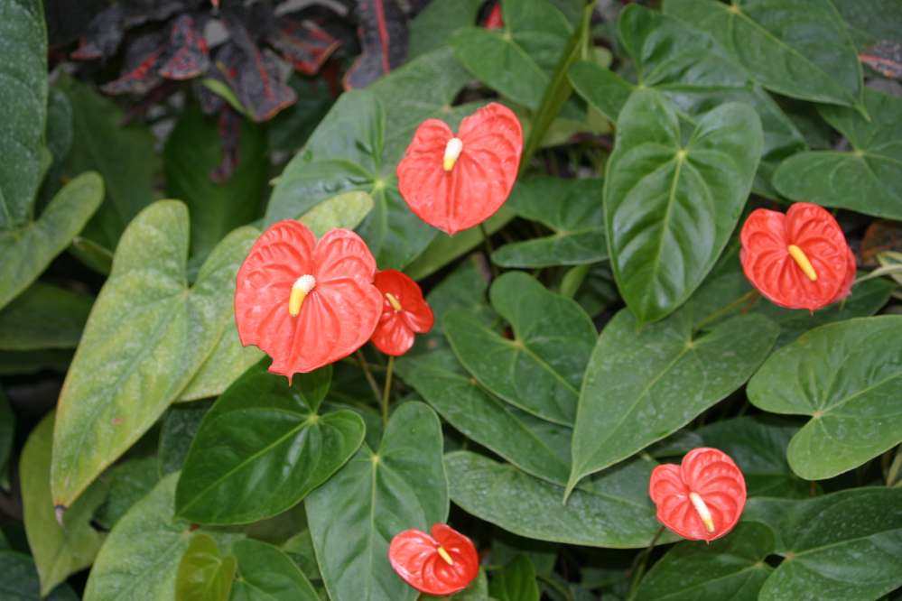 Anthurium-andreanum