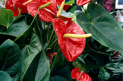 Anthurium andreanum