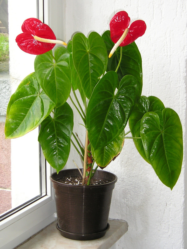 Anthurium andreanum,