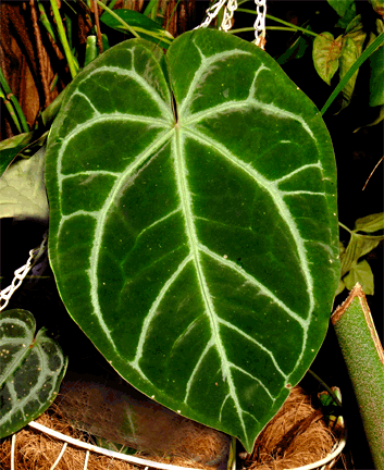 Anthurium-crystallinum-