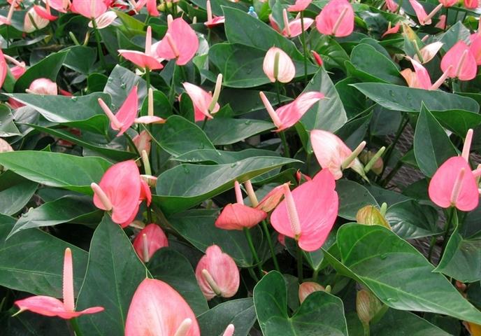 Anthurium rosa 