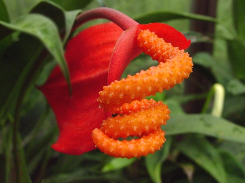 Anthurium scherzerianum 1