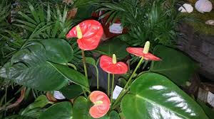 Anthurium spp