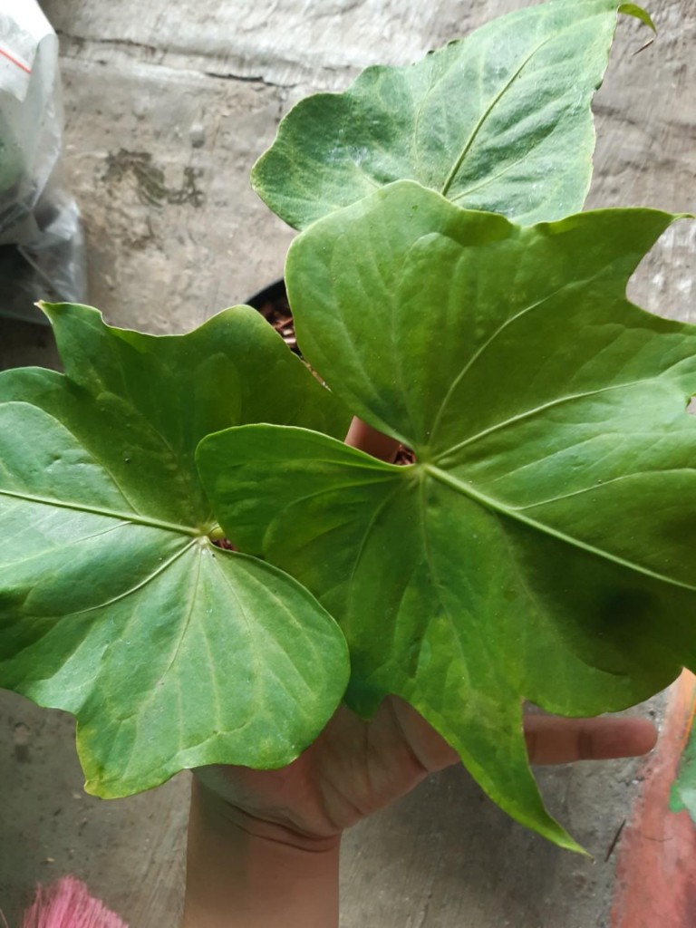 Anthurium x macrolobium