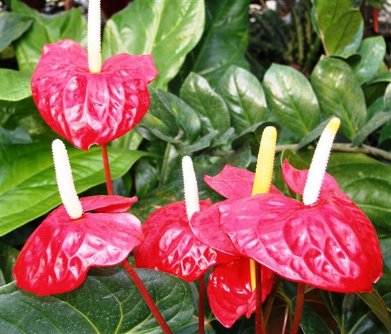 Anthurium_andraeanum