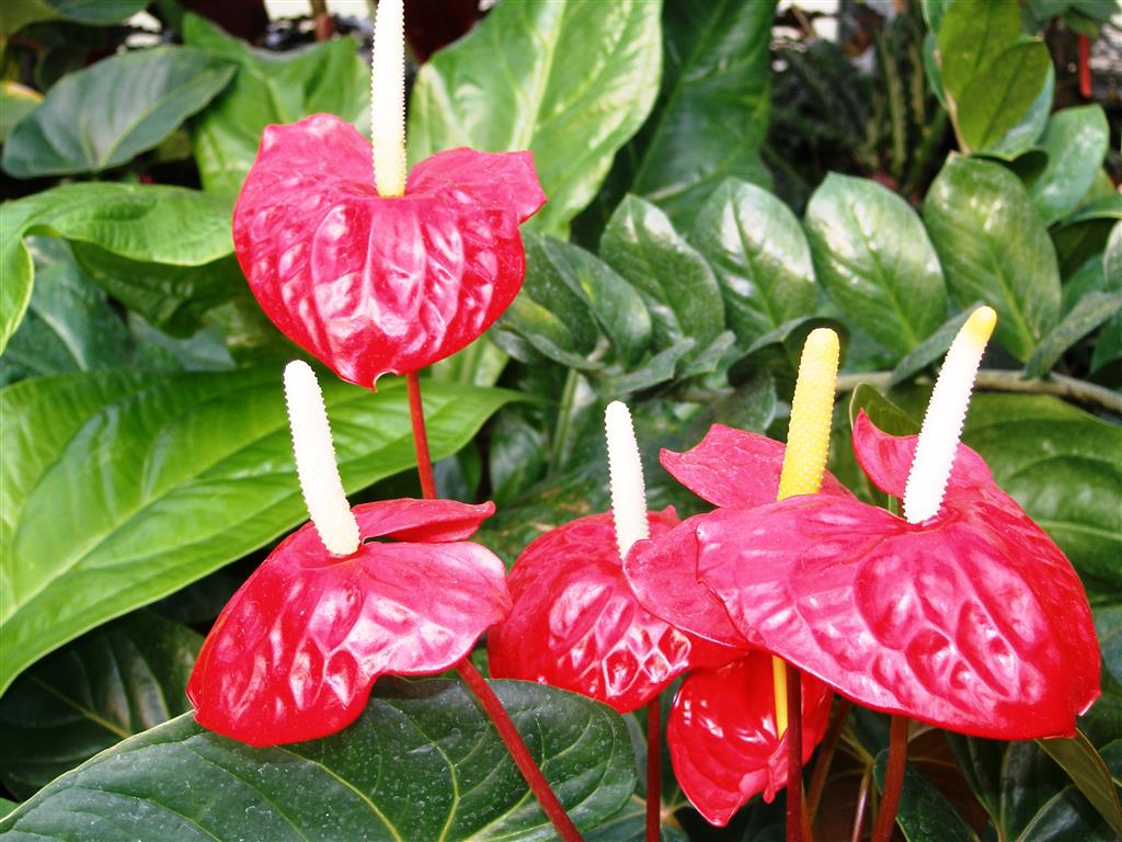 Anthurium_andraeanum