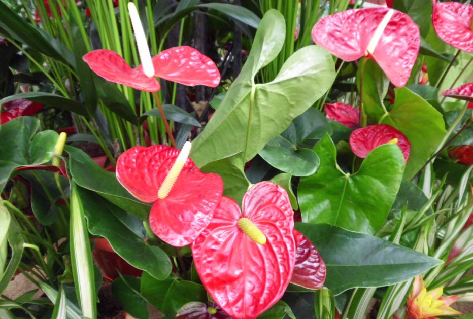 Anthurium_andraeanum