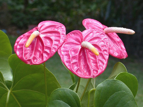 Anthuriums_01