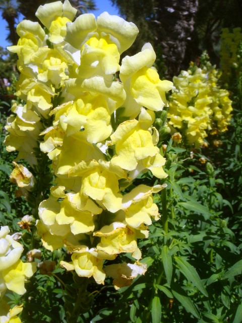 Antirrhinum-majus