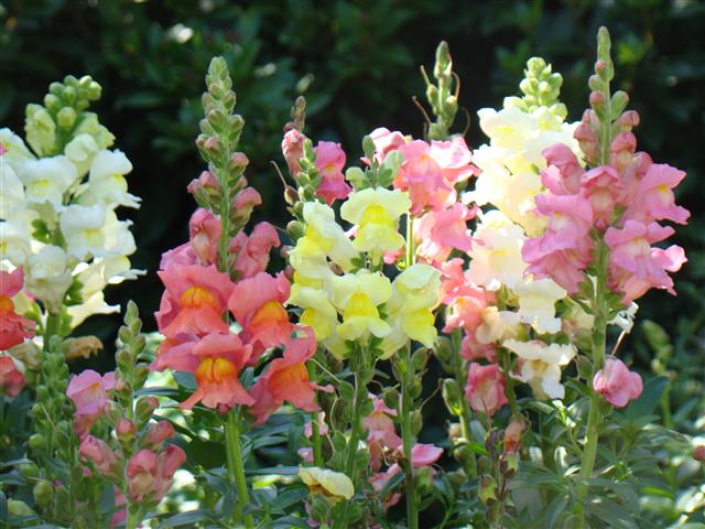 Antirrhinum majus