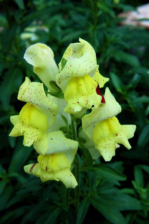 Antirrhinum_maju1