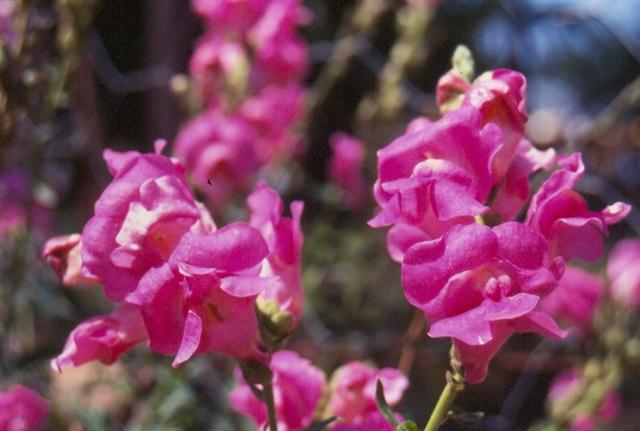 Antirrhinum_majus