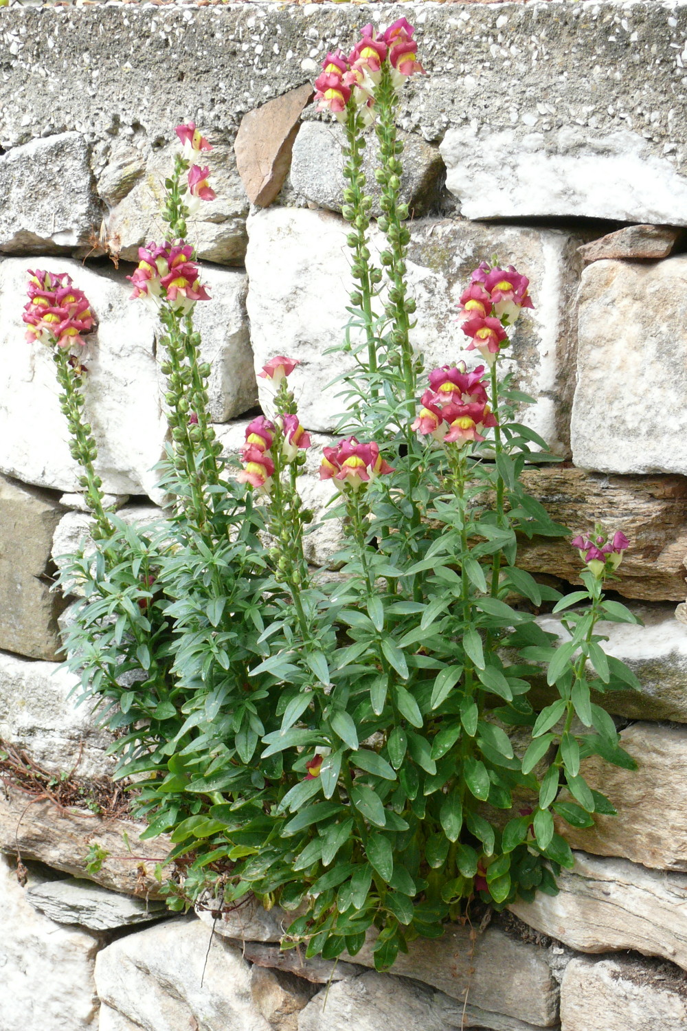 Antirrhinum_majus_