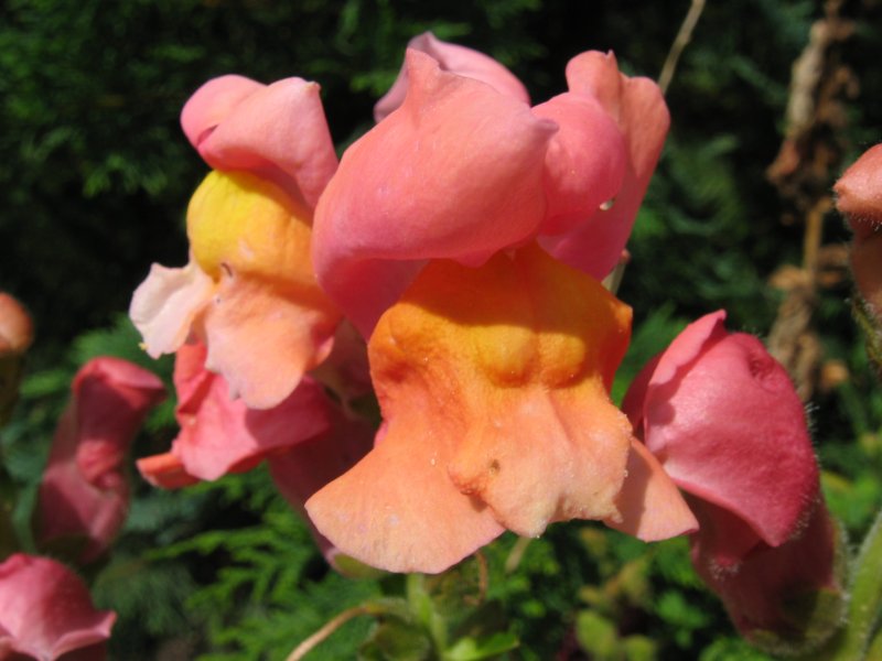 Antirrhinum_majus_orange