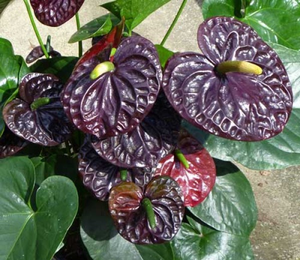 Anturiumnegro - Anthurium andraeanum