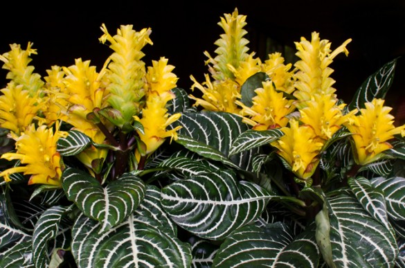 Aphelandra squarrosa