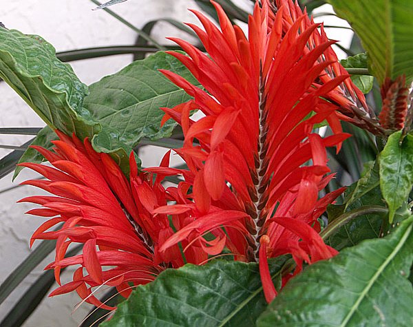 Aphelandra tetragona