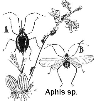 Aphis sp