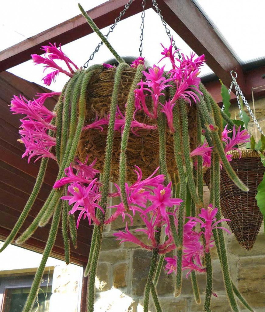 Disocactus flagelliformis