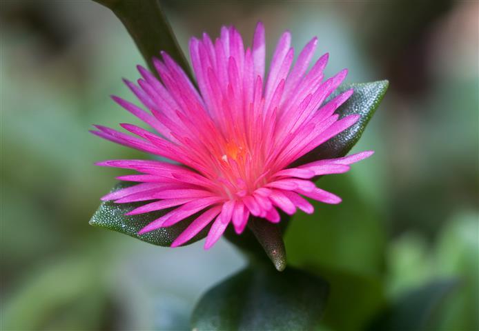 Aptenia Cordifolia