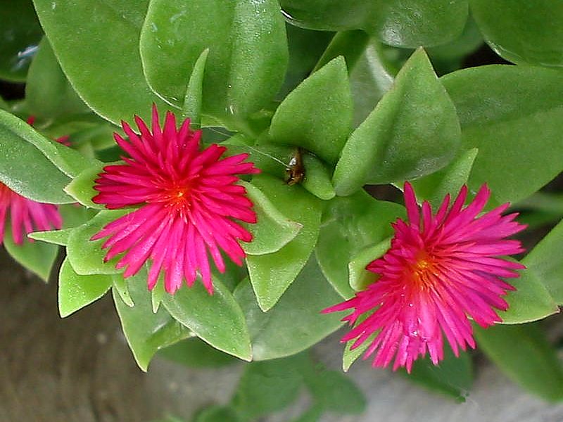 Aptenia Cordifolia