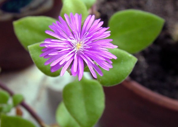 Aptenia Cordifolia