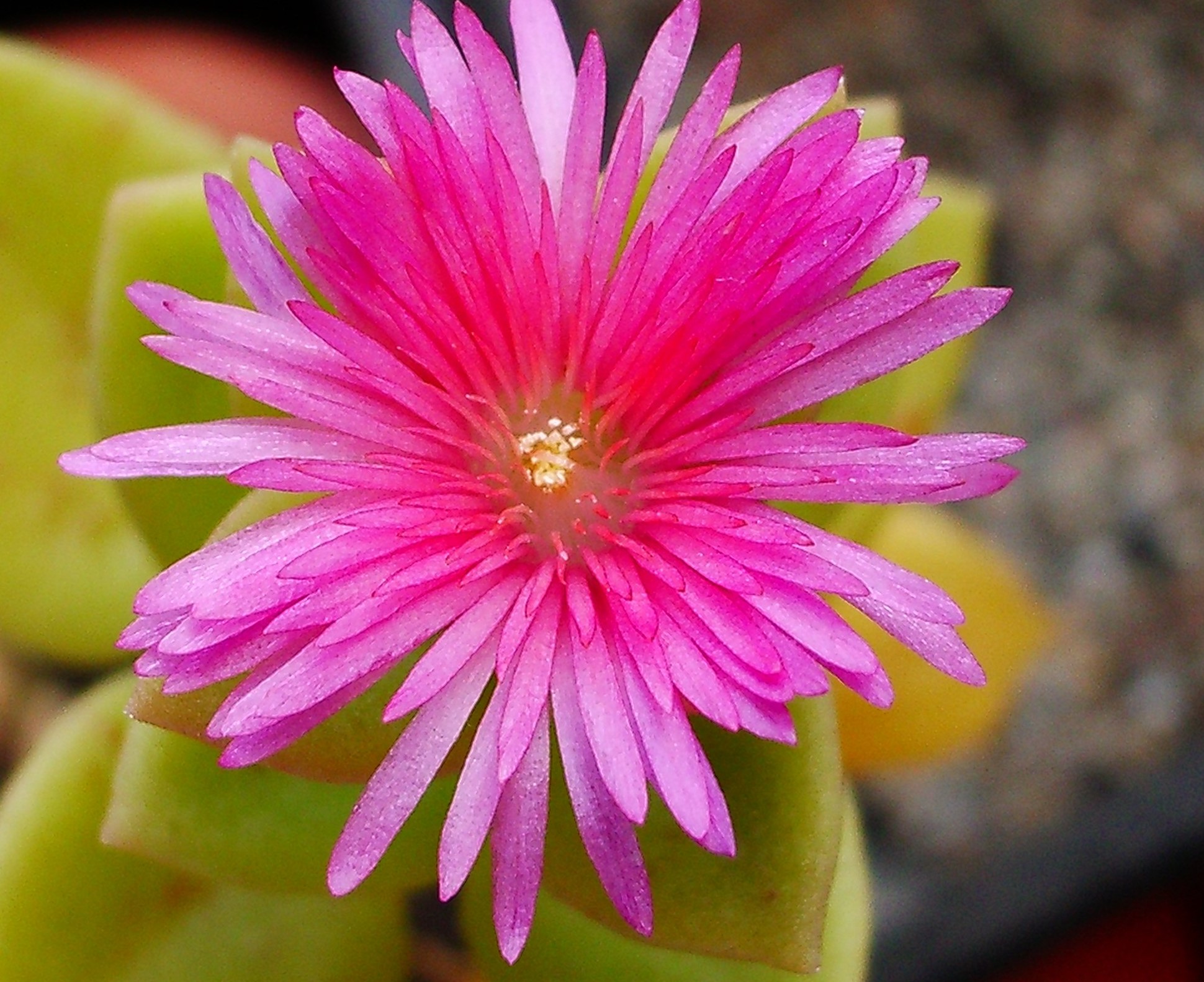 Aptenia Cordifolia