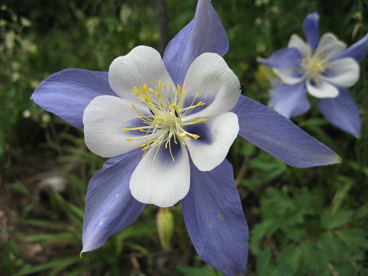 Aquilegia caerulea James