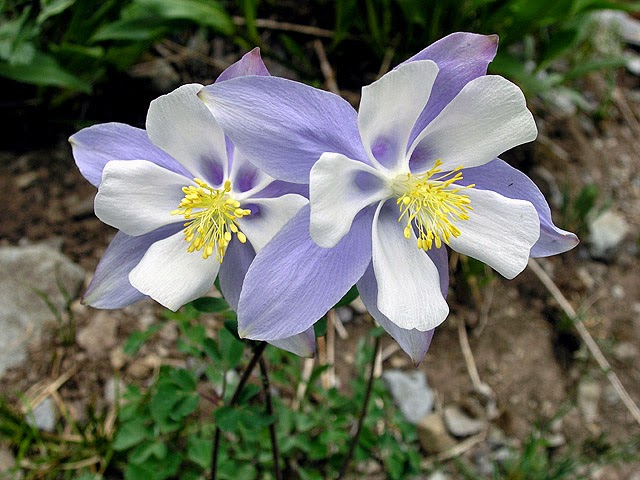 Aquilegia-columbine