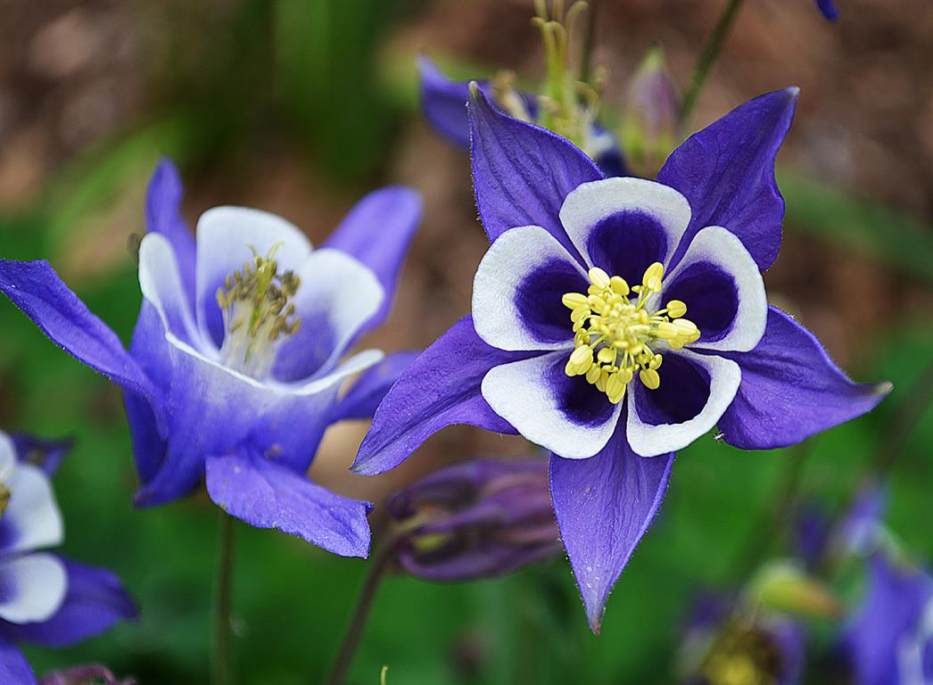 Aquilegia vulgaris_1