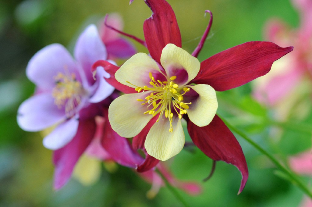 Aquilegia__6742