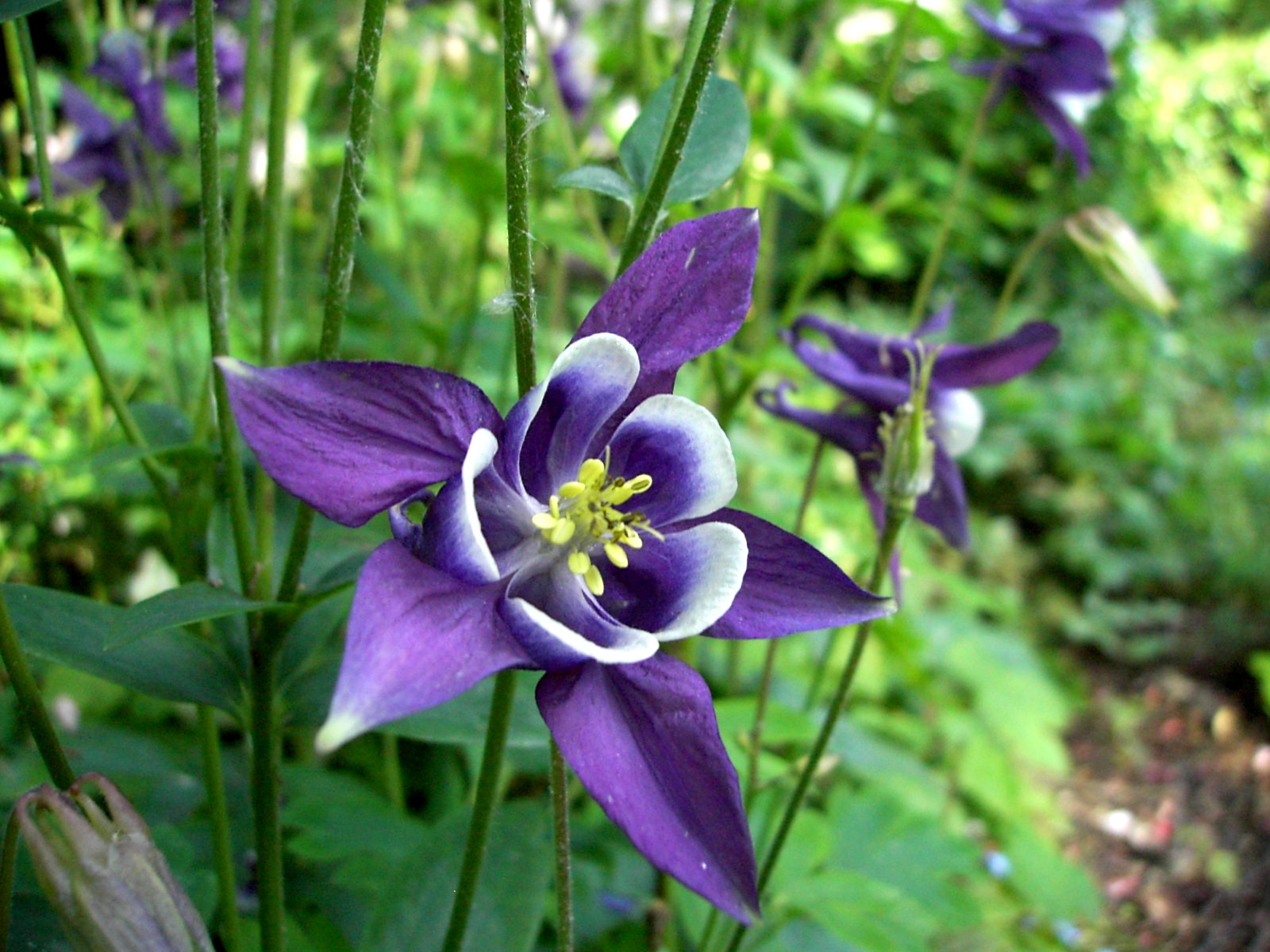 Aquilegia_vulgaris2