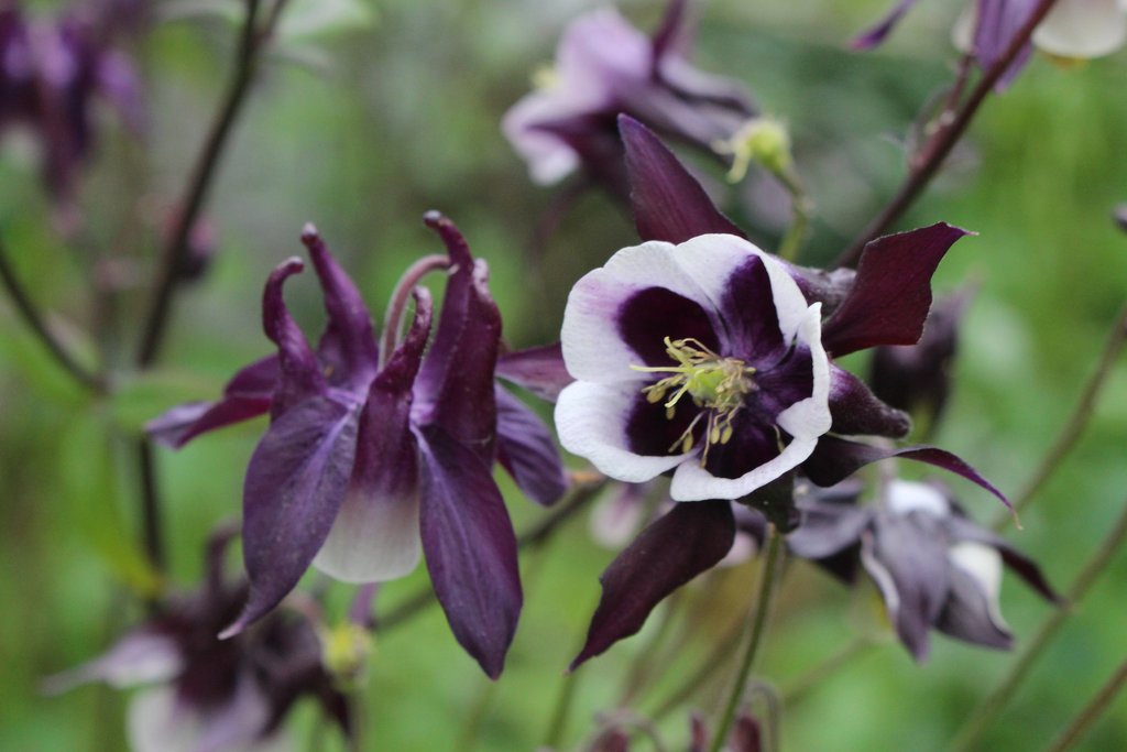 Aquilegia_vulgaris_2