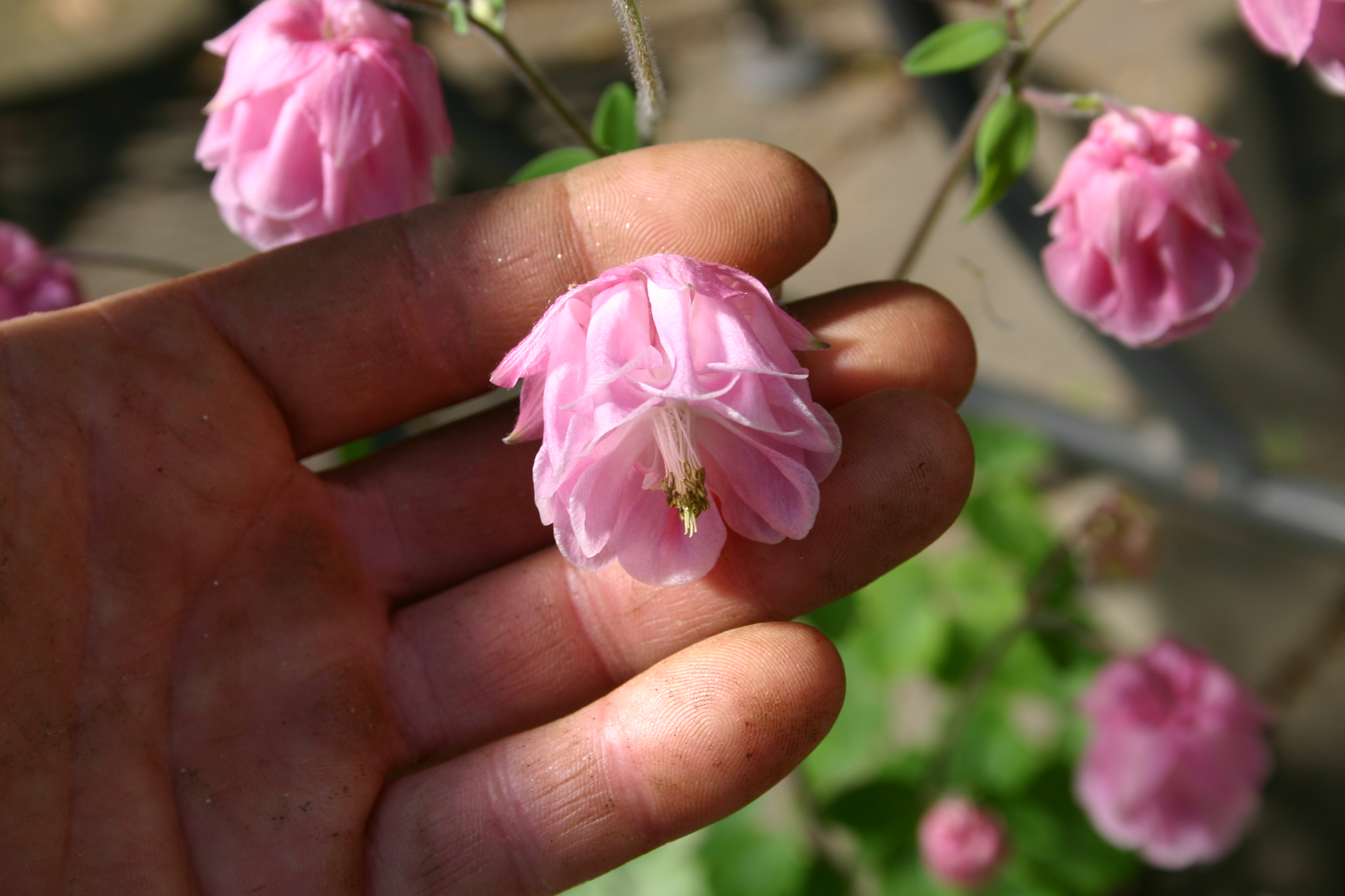 Aquilegia_x_hybrida