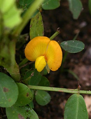 Arachis hypogaea