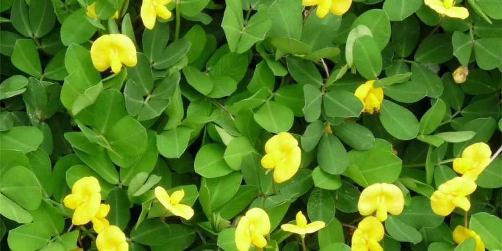 Arachis repens