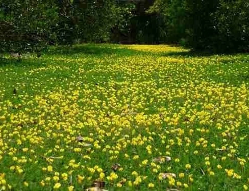 Arachis repens