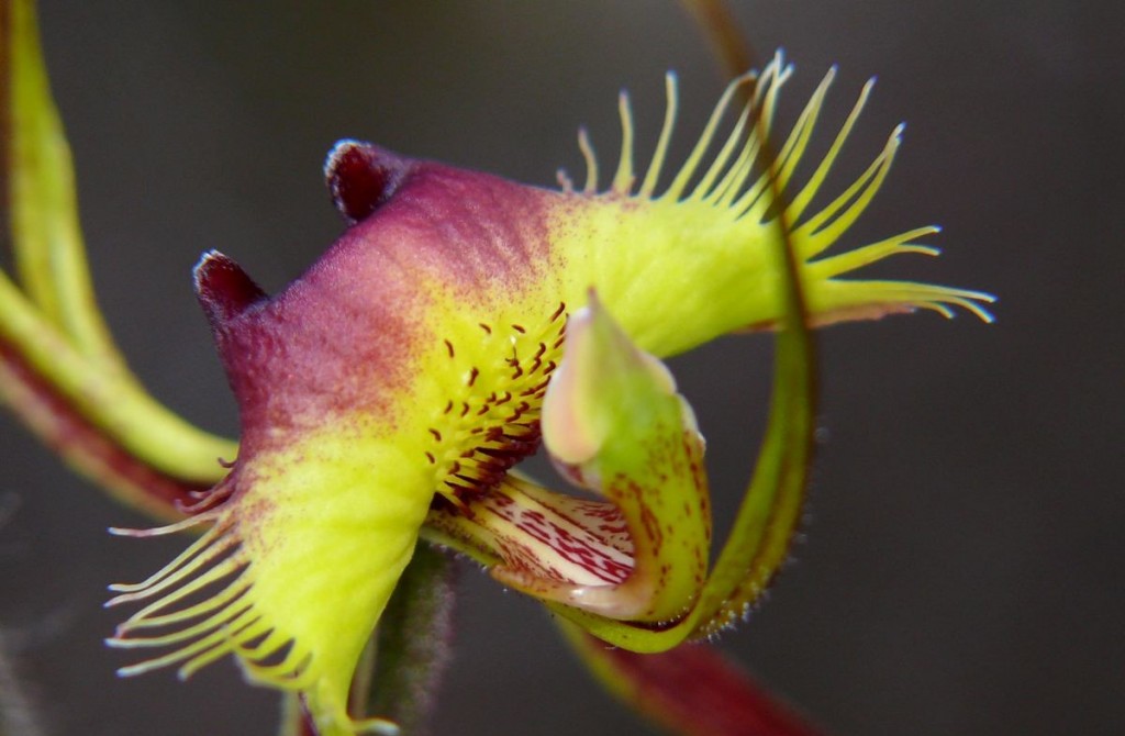 caladenia lobata