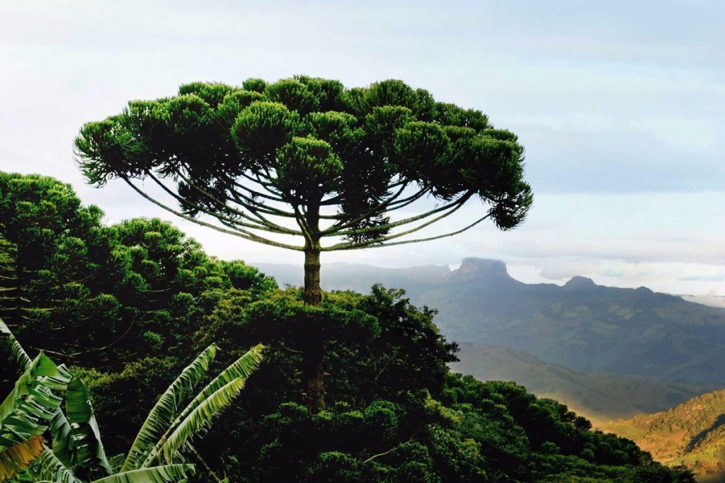 Araucaria angustifólia