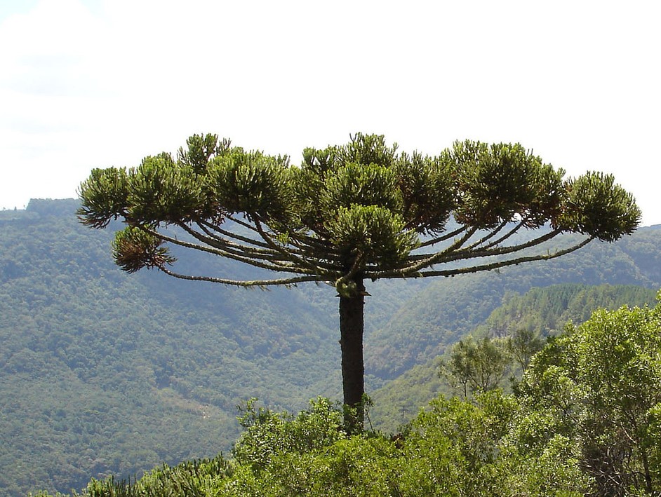 Pinheiro-do-Paraná - Araucaria-angustifólia