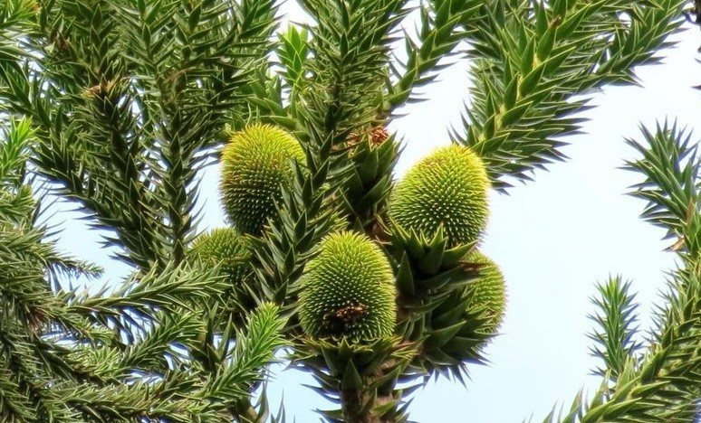 Araucaria angustifólia_22