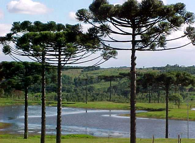 Araucaria