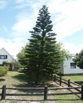 Araucaria_excelsa