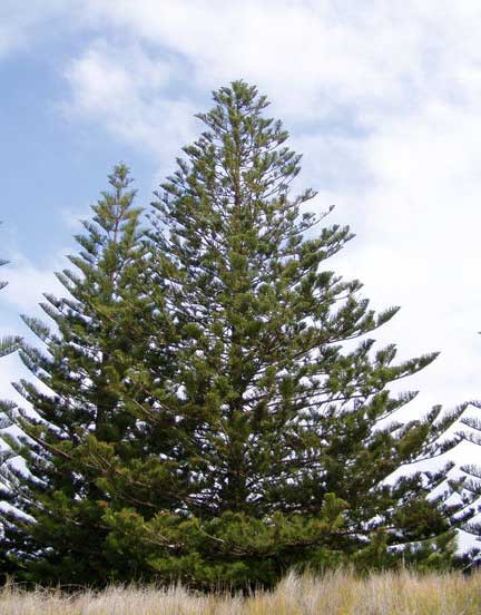 Araucaria_heterophylla1
